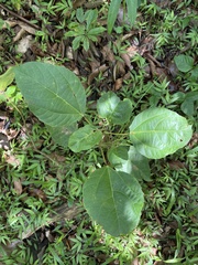 Alchornea latifolia