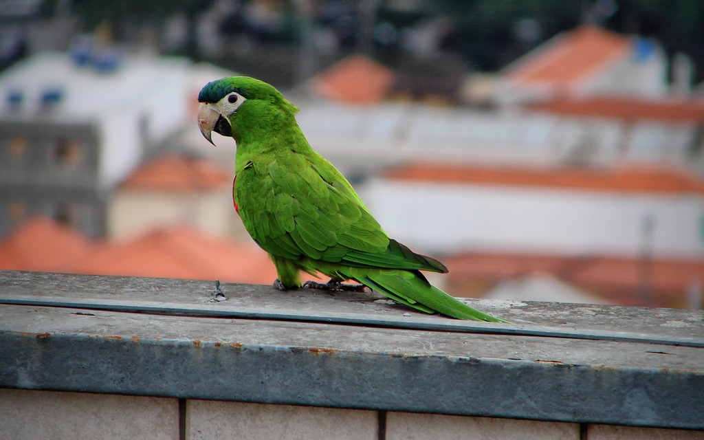 Red-Shouldered Macaw