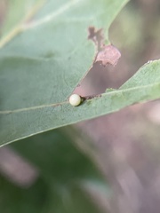 Zopheroteras hubbardi