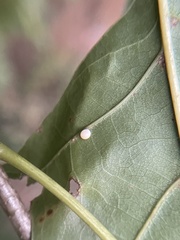 Zopheroteras hubbardi