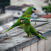 Noble Macaw - Photo (c) Diego Torres Silvestre, some rights reserved (CC BY)
