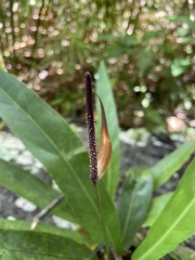 Anthurium crenatum
