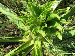 Eucomis autumnalis clavata
