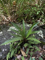 Anthurium crenatum