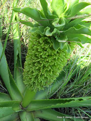 Eucomis autumnalis clavata