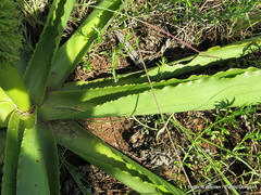 Eucomis autumnalis clavata