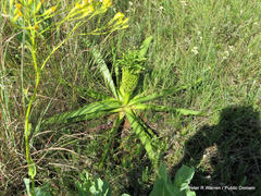 Eucomis autumnalis clavata