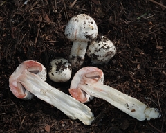 Agaricus sylvaticus occidentalis