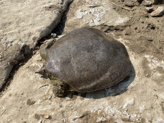 Apalone mutica mutica