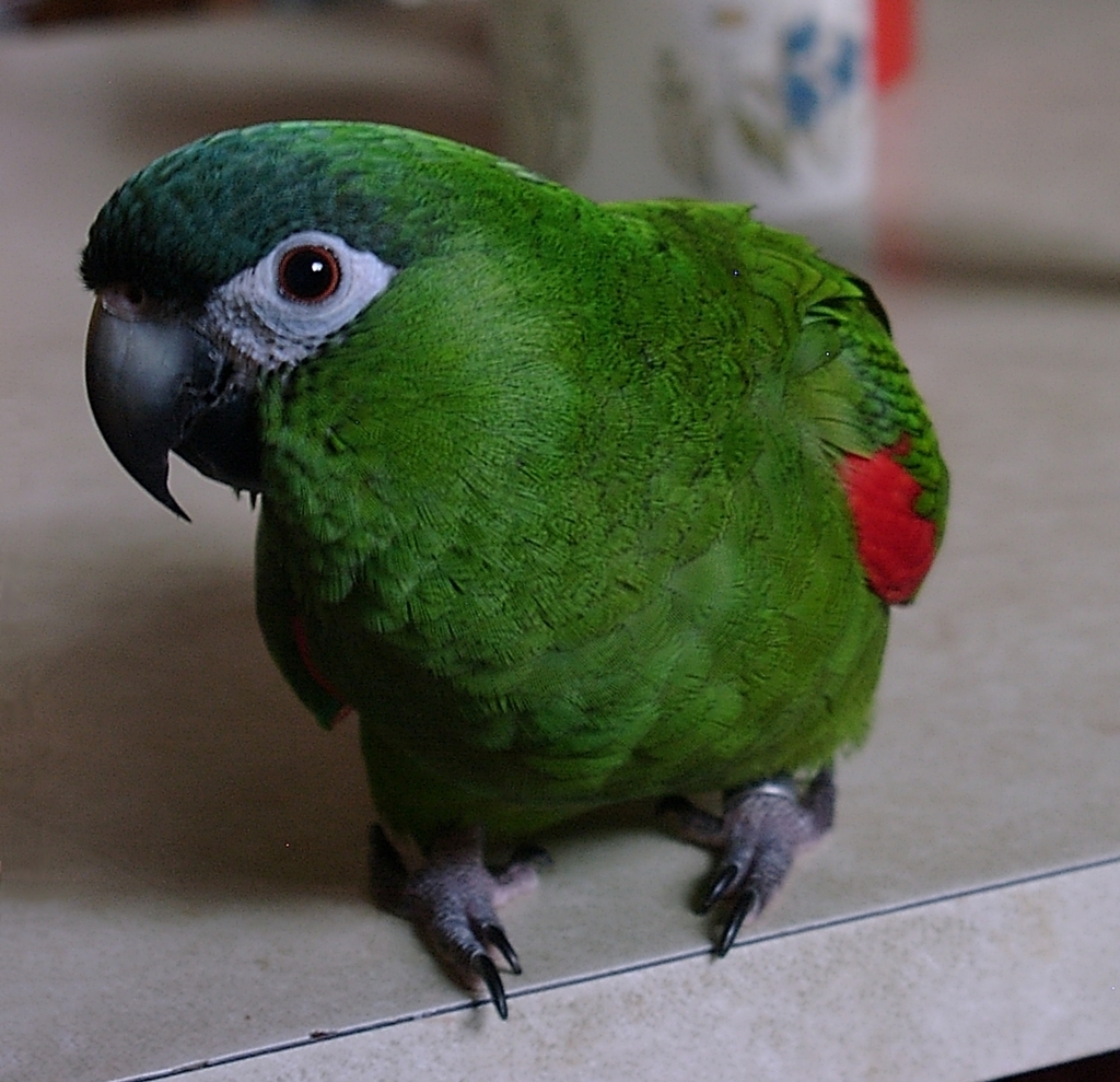 Northern Red-shouldered Macaw