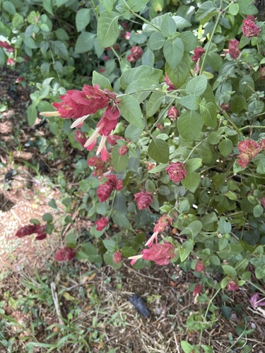 Justicia brandegeeana observed 2021-09-08