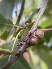Callirhytis quercusgemmaria
