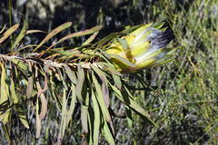 Protea longifolia