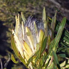 Protea longifolia