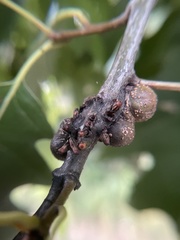 Callirhytis quercusgemmaria
