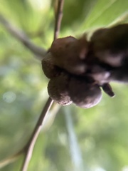 Callirhytis quercusgemmaria