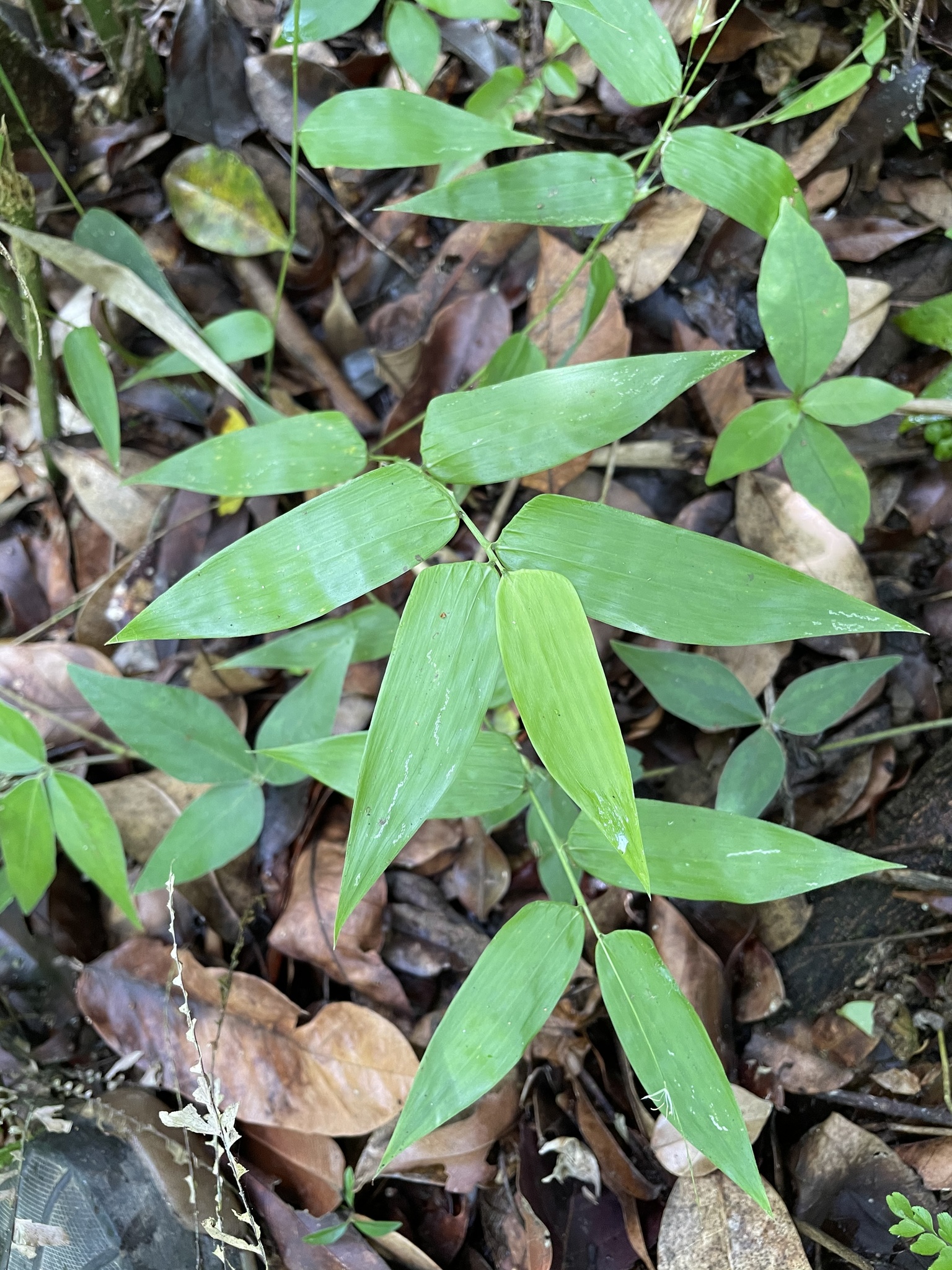 Lithachne pauciflora