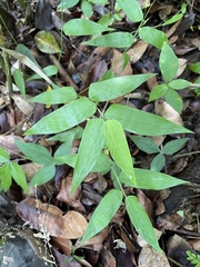Lithachne pauciflora