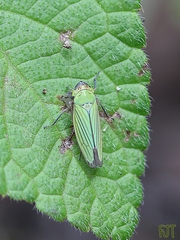 Chlorogonalia losoplanensis