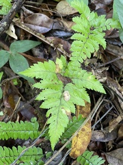 Polystichopsis chaerophylloides