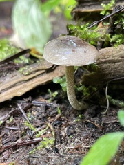 Hebeloma subconcolor