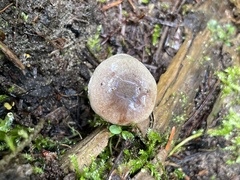 Hebeloma subconcolor