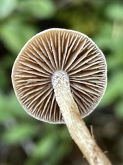 Hebeloma subconcolor