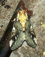 Citheronia brissotii