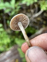 Hebeloma subconcolor