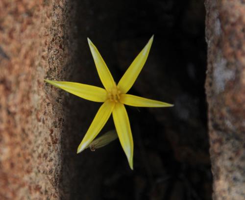 Pauridia breviscapa (Pauridia breviscapa)