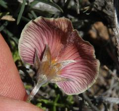 Lotononis gracilifolia