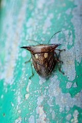 Alcimocoris coronatus