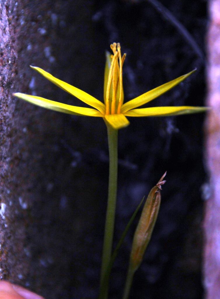 Roggeveld Capestar