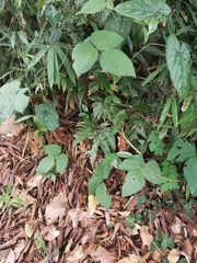 Bungarus multicinctus wanghaotingi