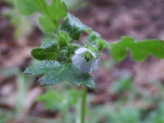 Nemophila parviflora