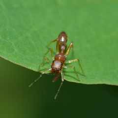 Synemosyna formica