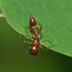 Synemosyna formica