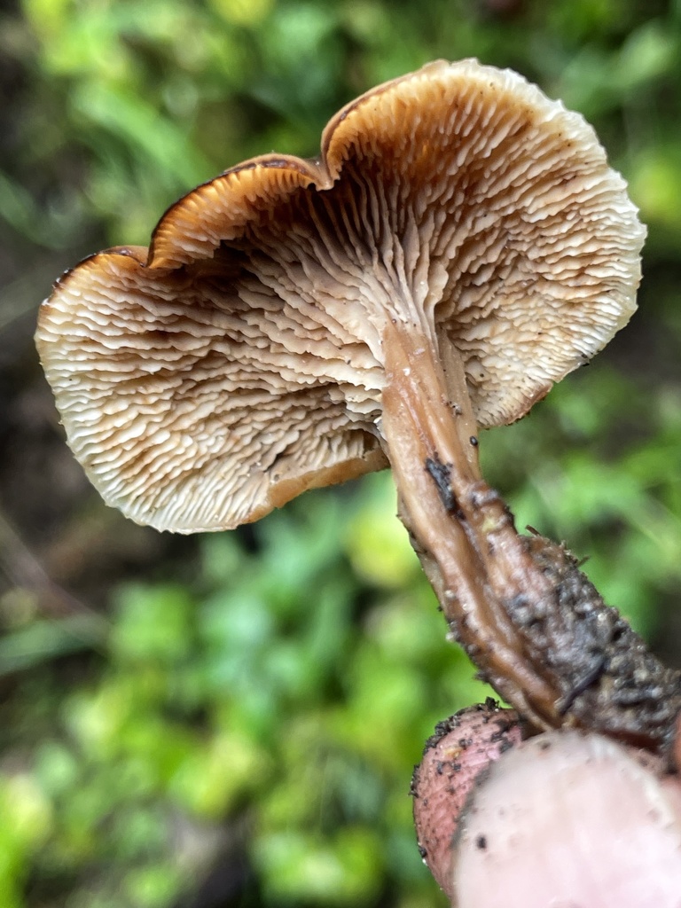 Lentinellus sp. 'cochleatus-PNW02'