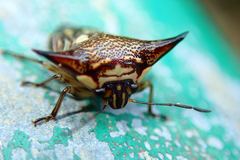 Alcimocoris coronatus