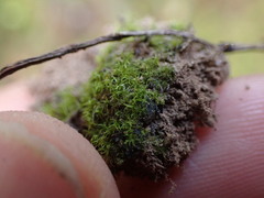 Trichodon cylindricus