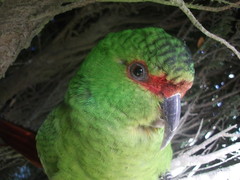 Slender-Billed Parakeet photo 5