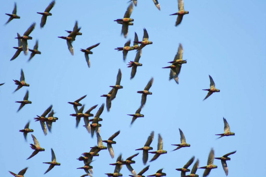 Slender-billed Parakeet