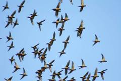 Slender-Billed Parakeet photo 2