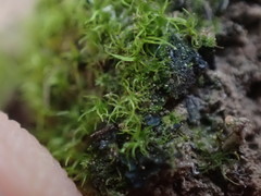 Trichodon cylindricus