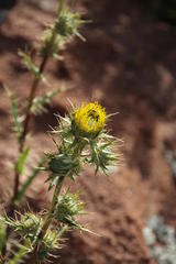 Berkheya carlinifolia