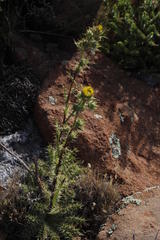Berkheya carlinifolia