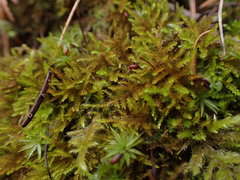 Eurhynchiastrum pulchellum