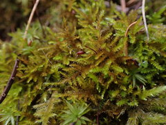 Eurhynchiastrum pulchellum