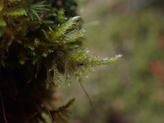 Eurhynchiastrum pulchellum