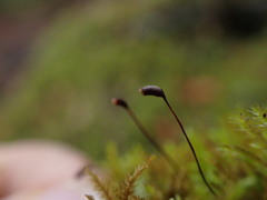 Eurhynchiastrum pulchellum